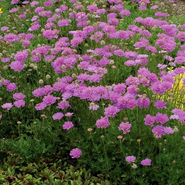 Close-up of purple, pink scabiosa flowers on Vivid Violet Pincushion Flower.
