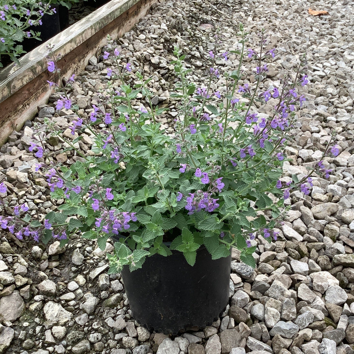 Walker's Low Catmint