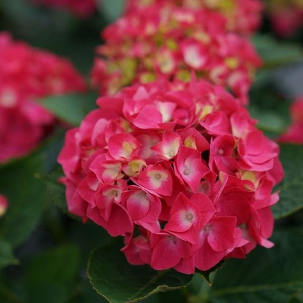 Wee Bit Giddy® Bigleaf Hydrangea - Nature Hills Nursery - #2 Container -