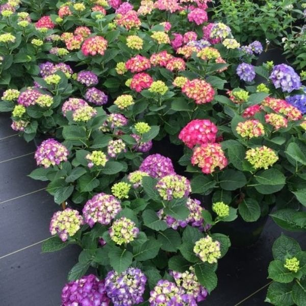 Wee Bit Giddy® Bigleaf Hydrangea - Nature Hills Nursery - #2 Container -