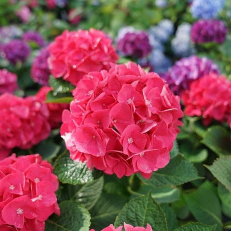 Wee Bit Giddy® Bigleaf Hydrangea - Nature Hills Nursery - #2 Container -