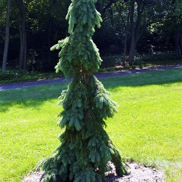 Weeping White Spruce Tree (Picea glauca 'Pendula'), a tree featuring evergreen and dense, pyramidal form.
