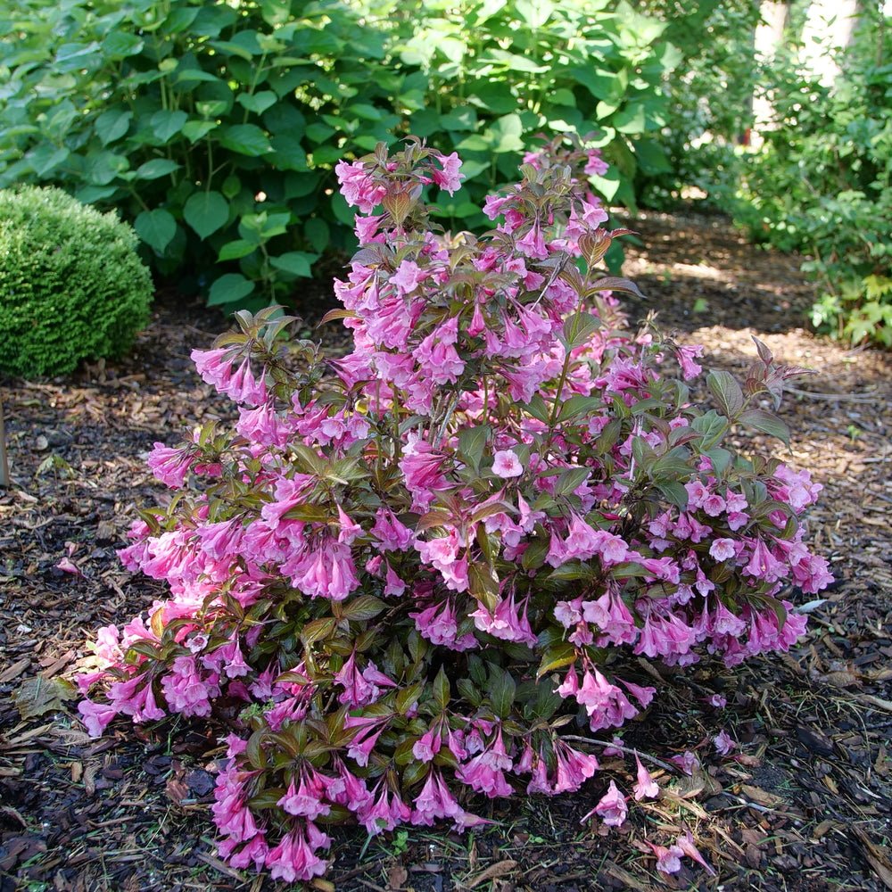 Sonic Bloom® Wine Weigela