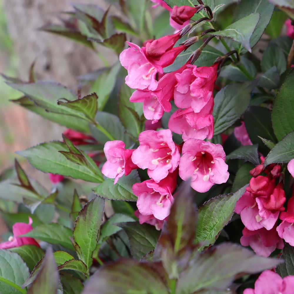Sonic Bloom® Wine Weigela
