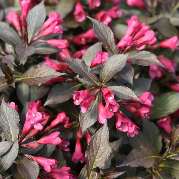Spilled Wine® Weigela
