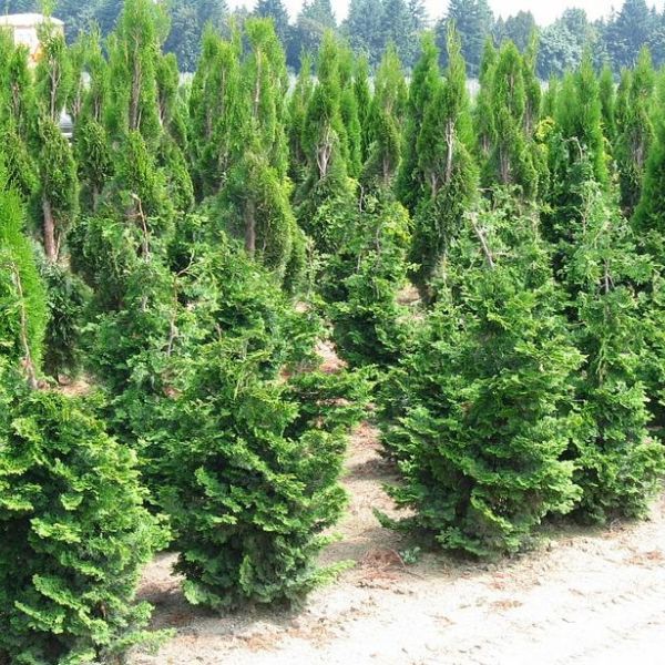 Wells Special Hinoki False Cypress