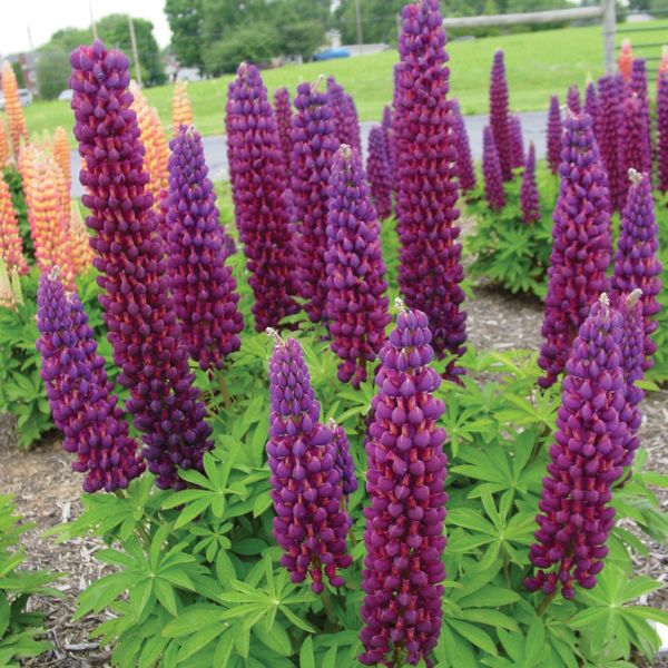 Proven Winners® Westcountry™ Masterpiece Lupine Mass Planting