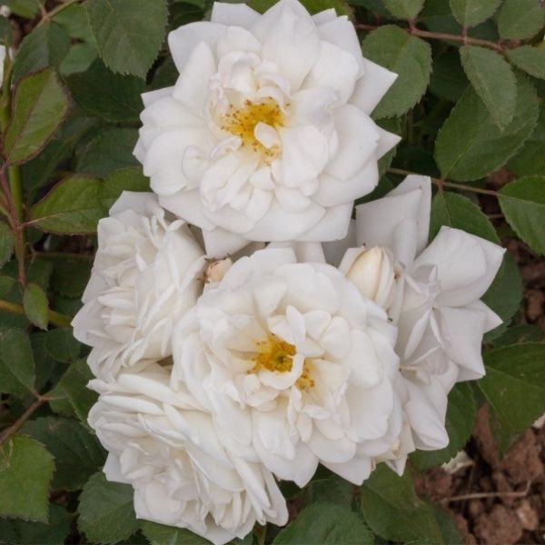 Whipped Cream™ Floribunda Rose (Rosa 'Whipped Cream'), a shrub featuring yellow, white flowers and deciduous.