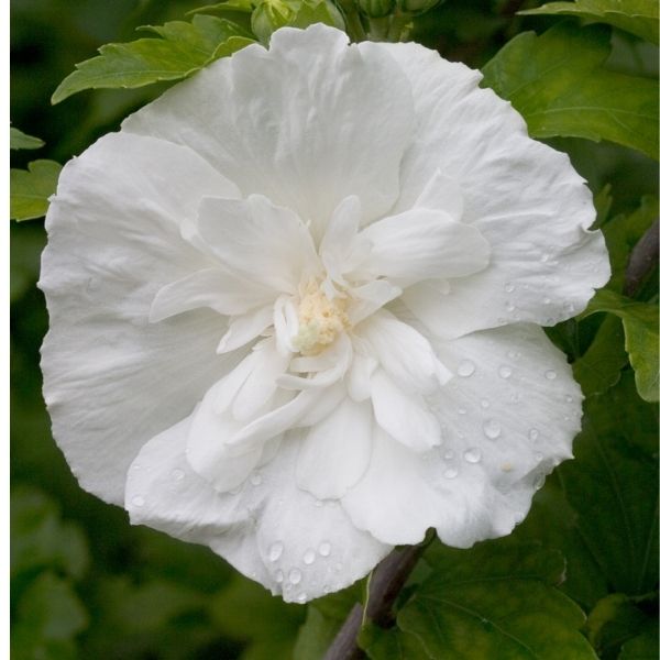White Chiffon® Rose of Sharon Tree Form