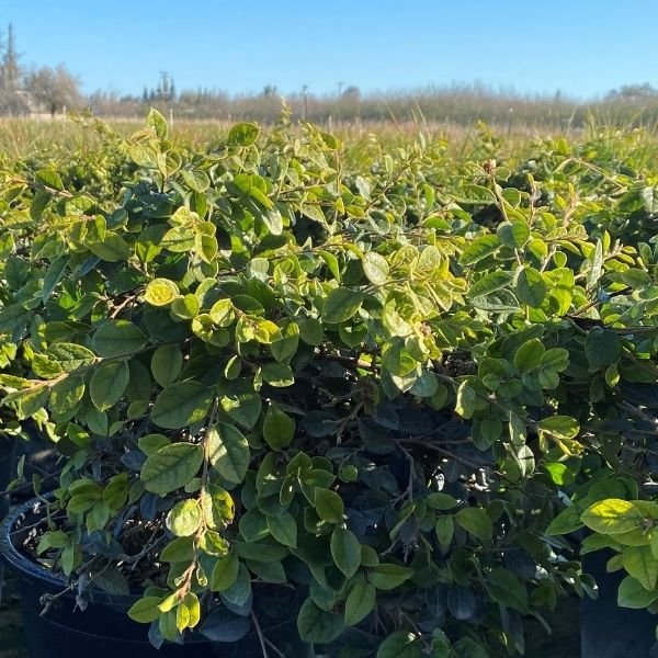 White Chinese Fringe Flower - Nature Hills Nursery - #5 Container -