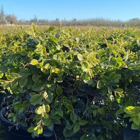 White Chinese Fringe Flower - Nature Hills Nursery - #5 Container -