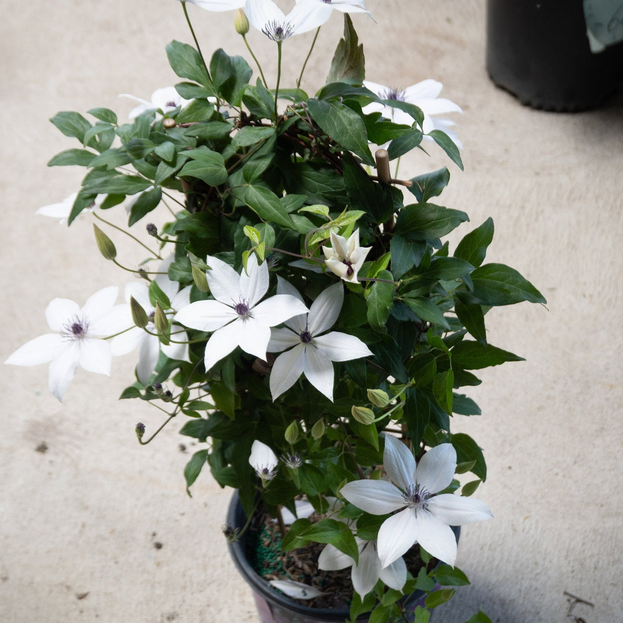 A potted climbing plant growing on a small bamboo trellis, showcasing large, white, star-shaped flowers with purple centers.