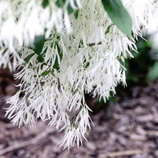 Close-up of white chionanthus flowers on White Fringe Tree blooming in late spring.