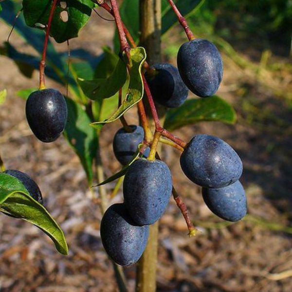 White Fringe Tree (Chionanthus virginicus) growing in a garden landscape, showing mature tree form.