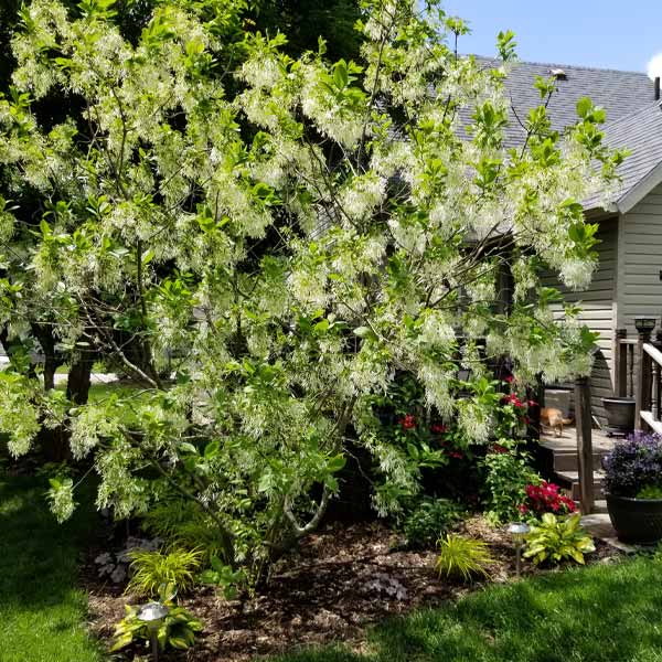 White Fringe Tree (Chionanthus virginicus), a tree featuring white flowers and deciduous.
