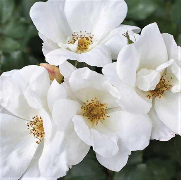 White Knock Out® Rose