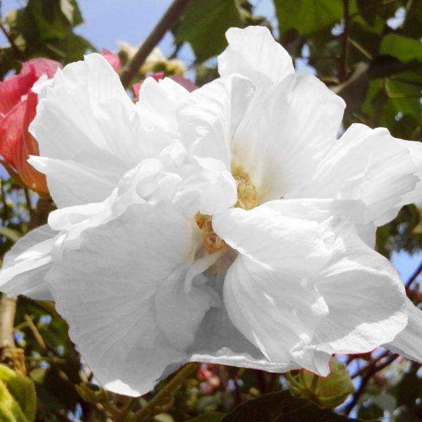Proven Winners® Color Choice® White Pillar® Rose of Sharon