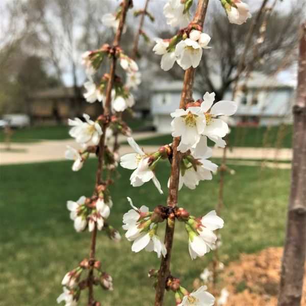 White SNOW FOUNTAINS® Weeping Cherry