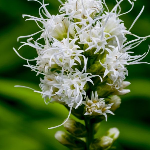 Close-up of white liatris flowers on White Gayfeather blooming in early summer to late summer.