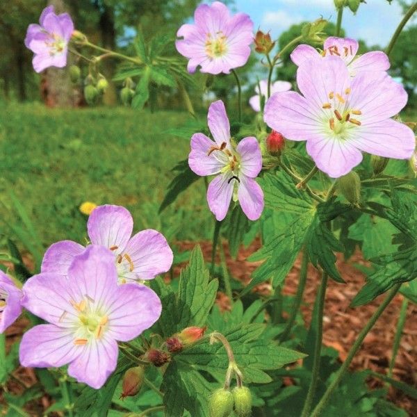 Wild Geranium (Geranium maculatum), a perennial featuring purple, pink flowers and perennial.