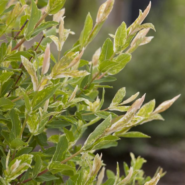 Close-up of yellow salix flowers on Dappled Willow blooming in early spring to late spring.