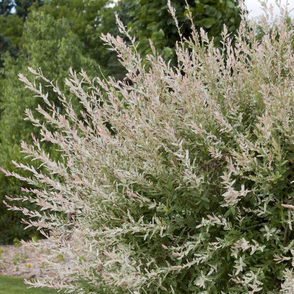 Dappled Willow (Salix integra 'Hakuro Nishiki') foliage and growth habit in the landscape.