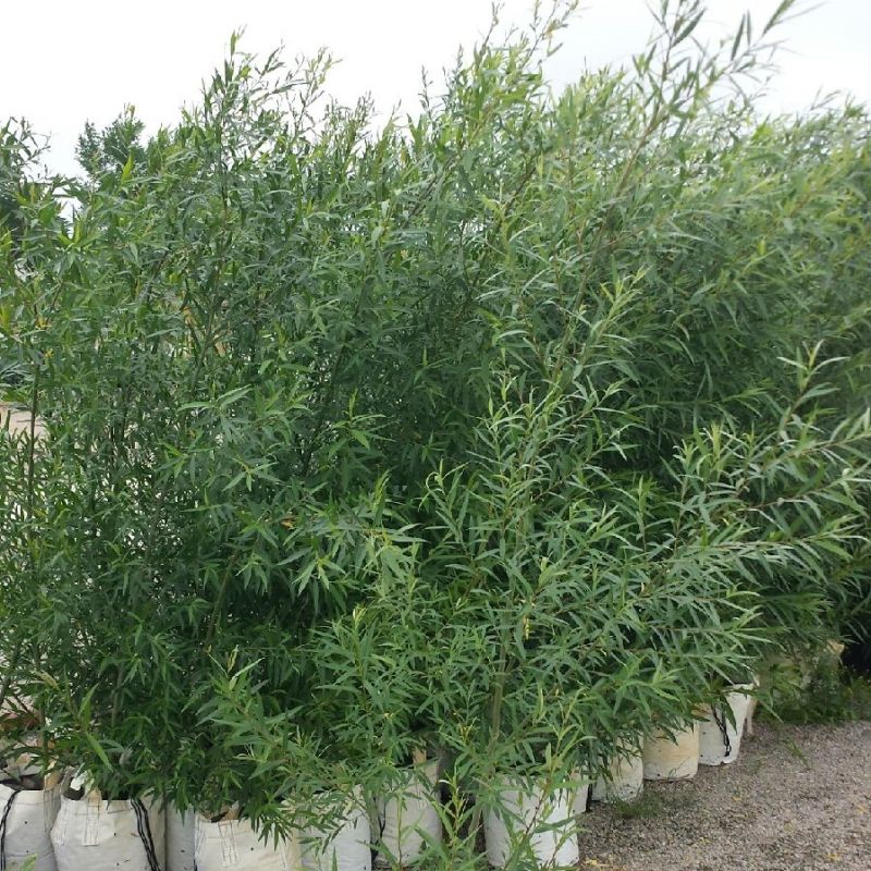 Deciduous foliage of Willow Hybrid (Salix x 'Austree') in a garden setting.