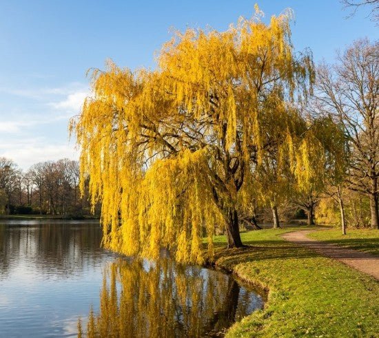 Golden Weeping Willow