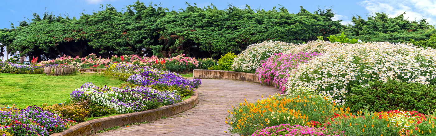 A scenic, panoramic view of a winding stone pathway through a lush botanical garden, lined with vibrant flower beds of purple pansies, white daisies, and pink blossoms under a blue sky.