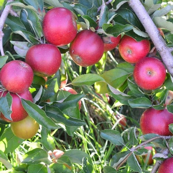 Winecrisp™ Apple Tree
