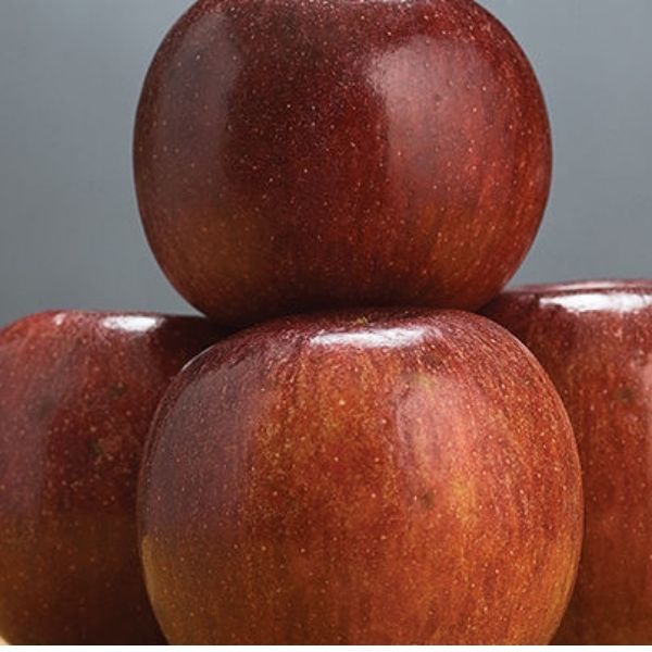 Winecrisp™ Apple Tree