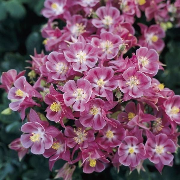Winky Rose and Rose Columbine (Aquilegia vulgaris 'Winky Rose and Rose'), a perennial featuring pink flowers and perennial.