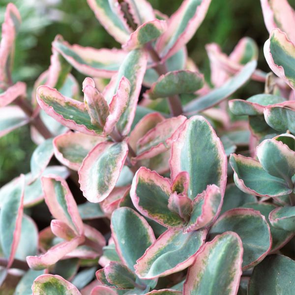 Winky Sedum Foliage