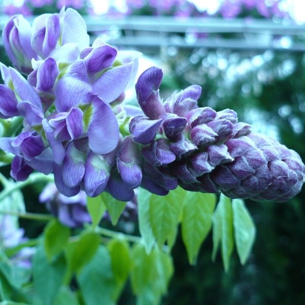 Deciduous foliage of Blue Moon Wisteria Vine (Wisteria macrostachya 'Blue Moon') in a garden setting.