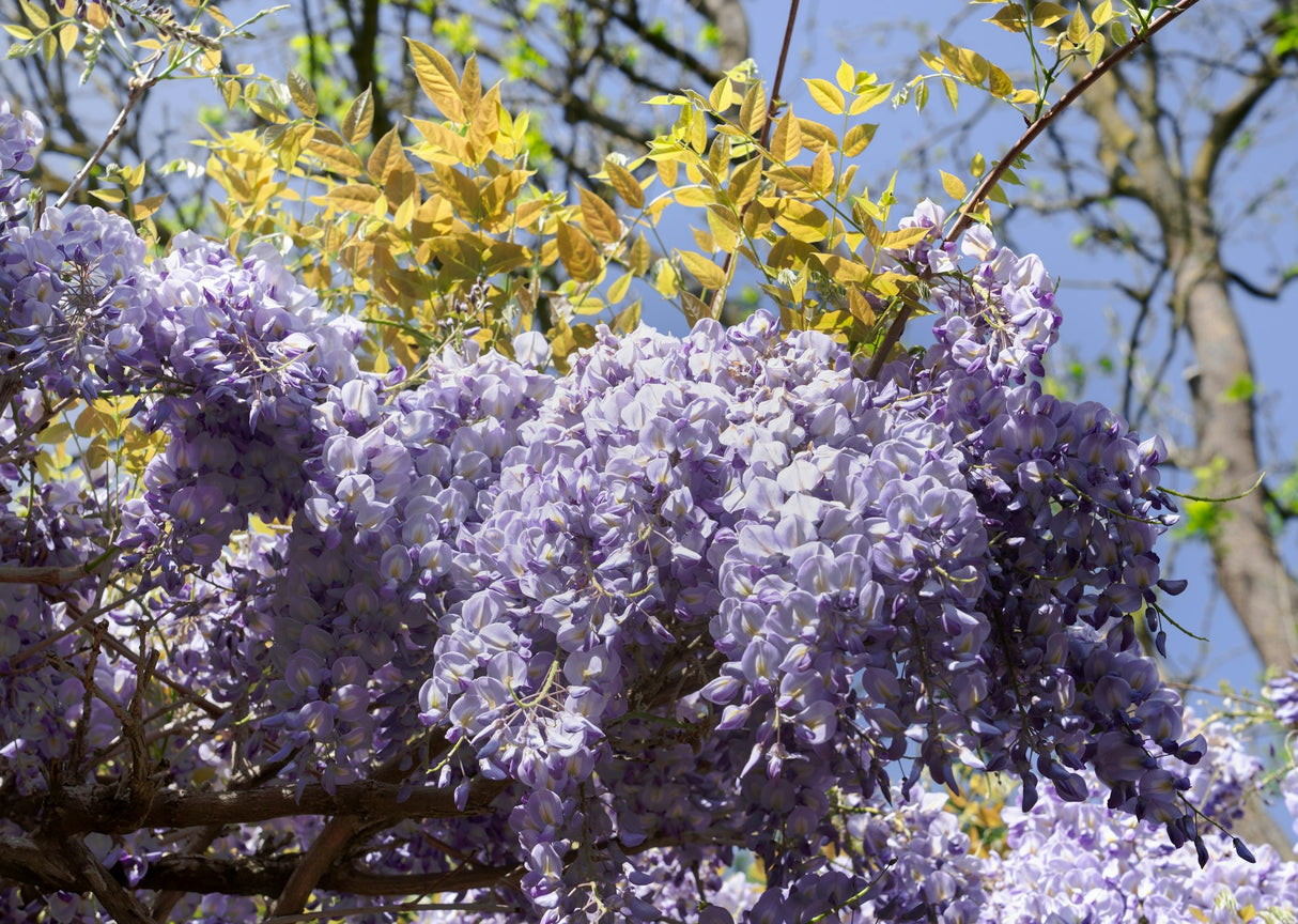 A detailed close-up of fragrant purple wisteria flower clusters hanging from a branch with young green leaves against a bright sky.