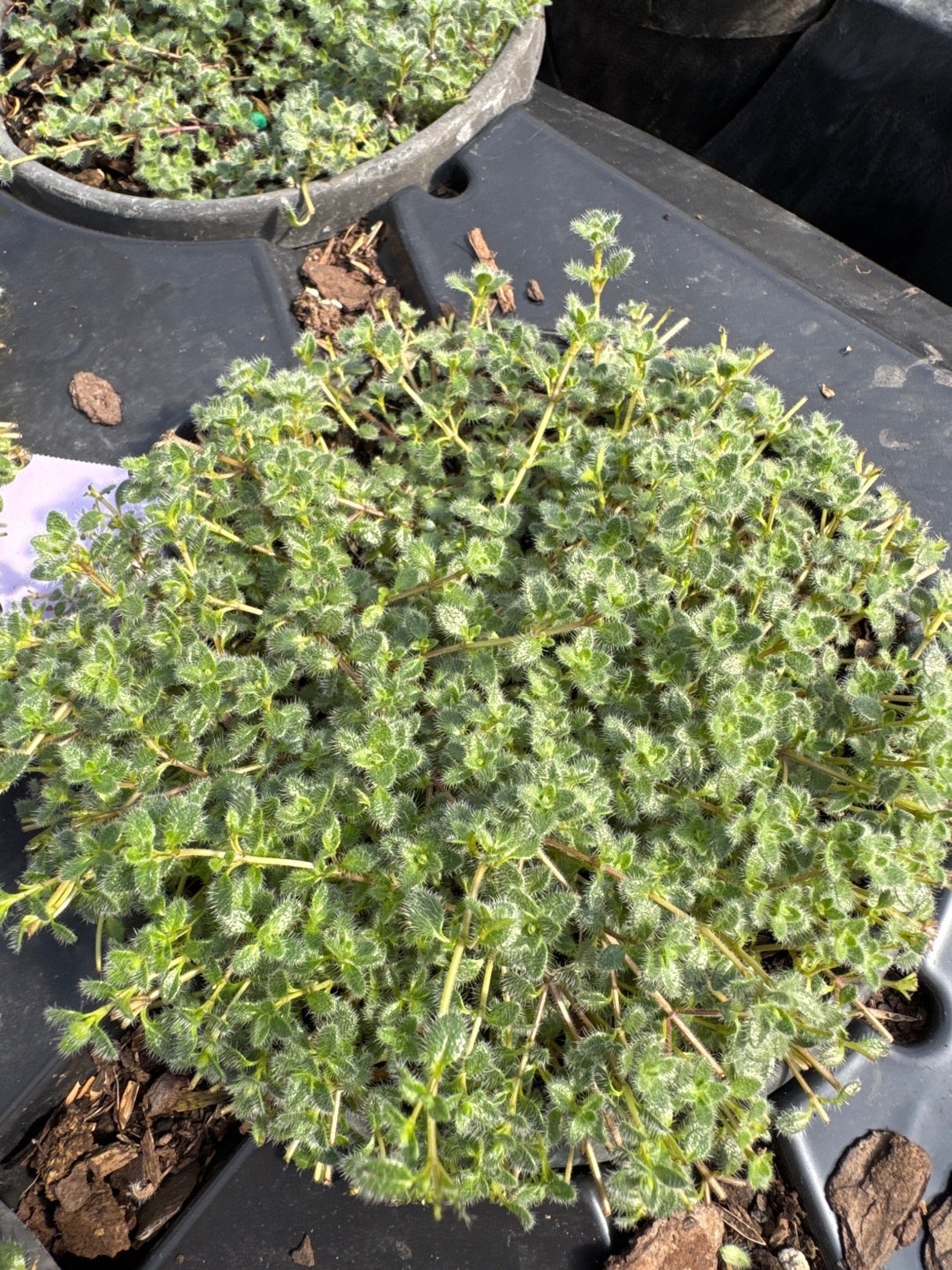 Woolly thyme groundcover with dense silvery-green fuzzy foliage growing in black nursery container, showing characteristic mat-forming habit.