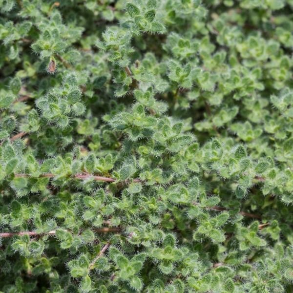 Woolly Thyme (Thymus pseudolanuginosus), a perennial featuring pink flowers and perennial.
