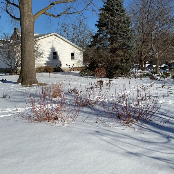 WorryFree® Winter Torch Willow Group in Winter