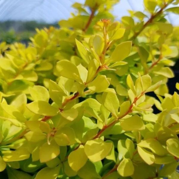 Close-up of yellow berberis flowers on WorryFree® Lemon Glow® Barberry blooming in late spring.