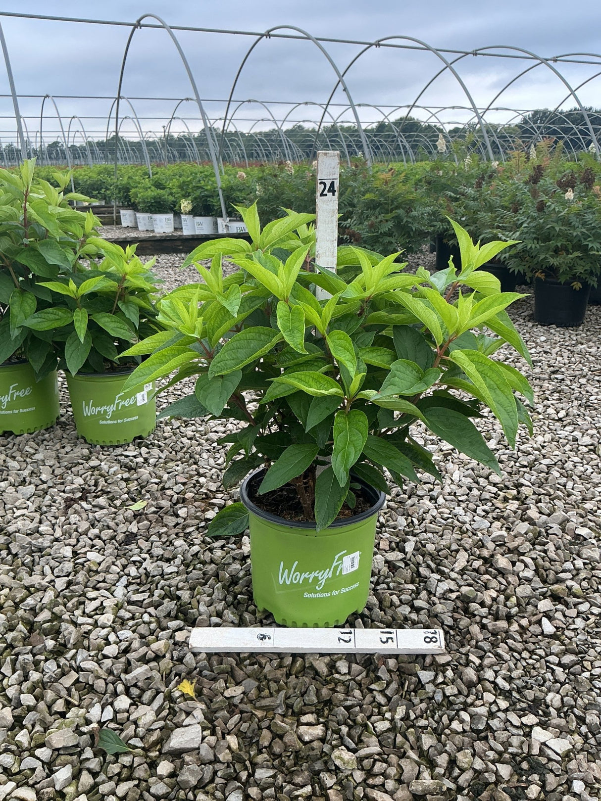 Love-A-Lot Pink Hydrangea Tree in a WorryFree container displaying lush green foliage at a nursery grow yard.