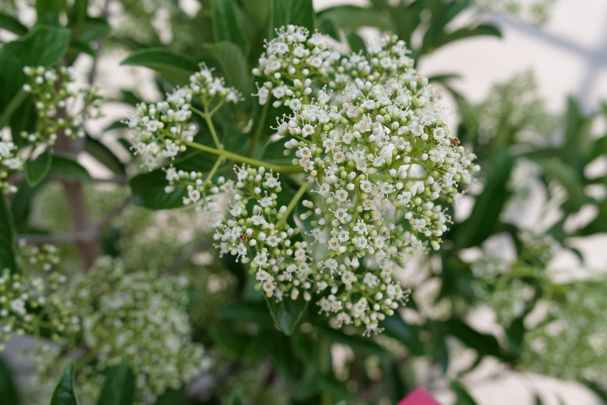 Yardline Viburnum shrub, side view