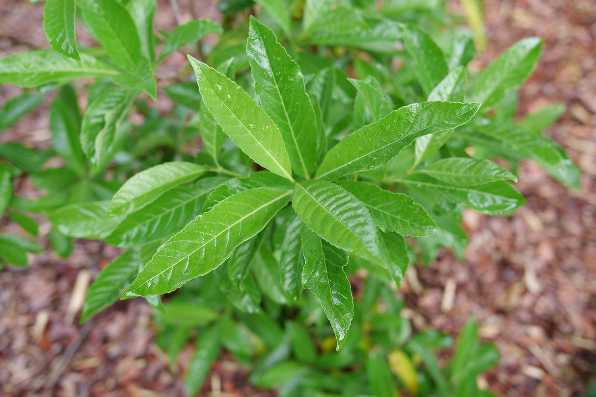 Yardline Viburnum shrub, lifestyle view