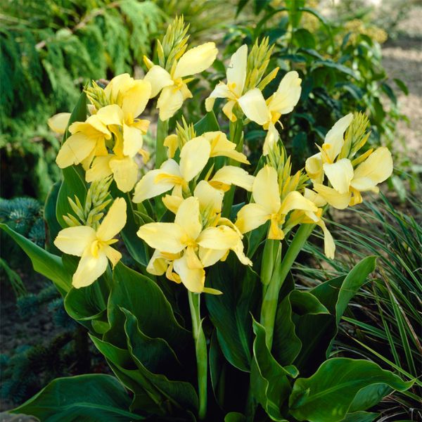 Yellow King Humbert Canna Lily Bloomed