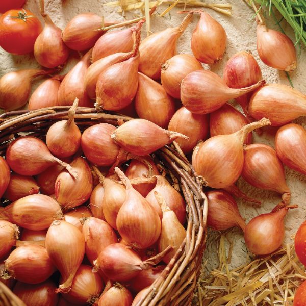 Yellow Shallots - Bulbs - Nature Hills Nursery -