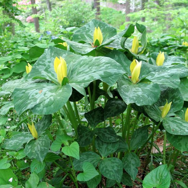 Yellow Trillium - Bulbs - Nature Hills Nursery -