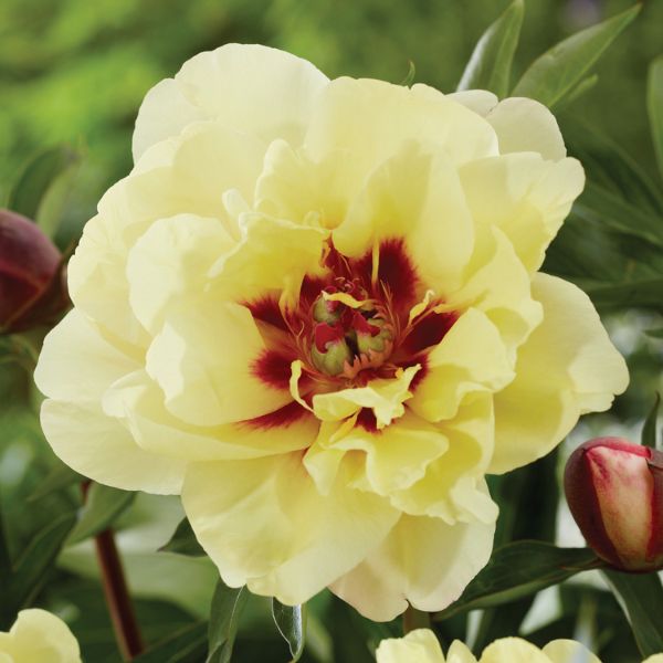 Yellow Waterlily Peony - Perennial - Nature Hills Nursery -