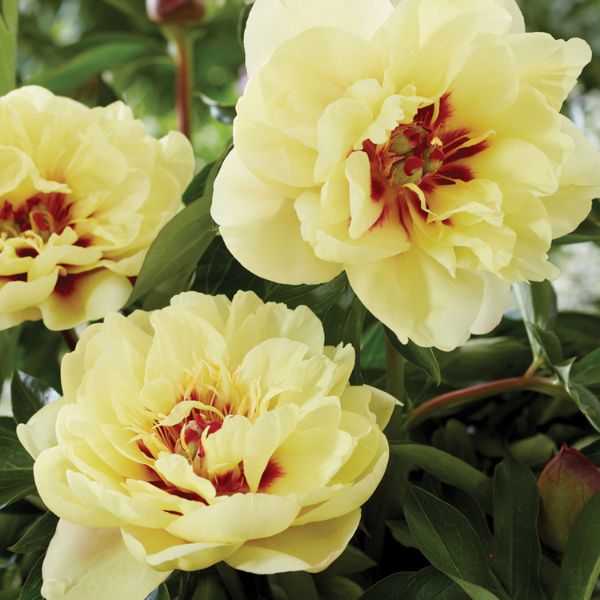 Yellow Waterlily Peony - Perennial - Nature Hills Nursery -