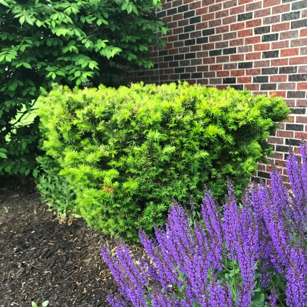 Evergreen foliage of Densiformis Yew (Taxus x media 'Densiformis') in a garden setting.