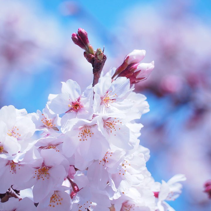 Close-up of pink, white prunus flowers on Yoshino Flowering Cherry Tree blooming in early spring.