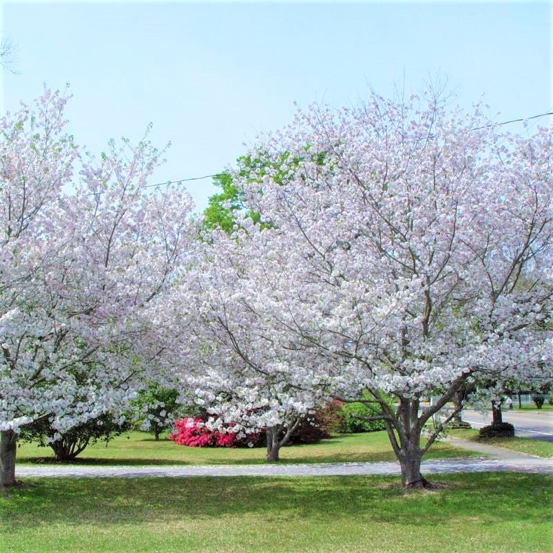 Deciduous foliage of Yoshino Flowering Cherry Tree (Prunus x yedoensis) in a garden setting.